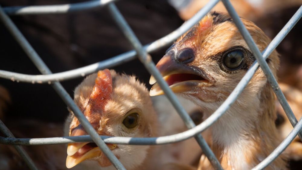 Măsuri de urgenţă pentru combaterea gripei aviare în Polonia, pregătite de Comisia Europeană