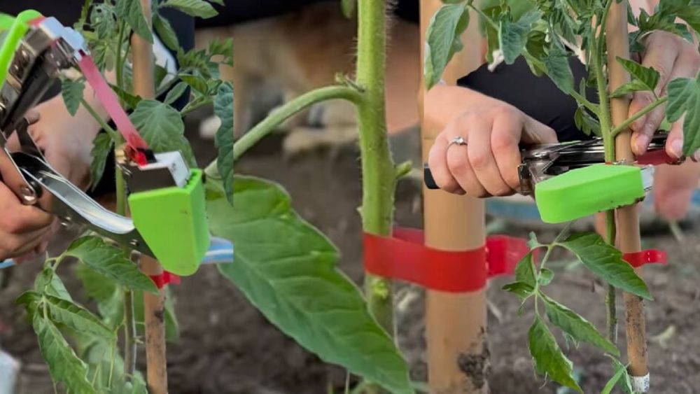 VIDEO | Ce este și cum funcționează pistolul de legat cu bandă: Poate fi folosit la roșii, viță de vie, ardei, castraveți și chiar la pomi fructiferi