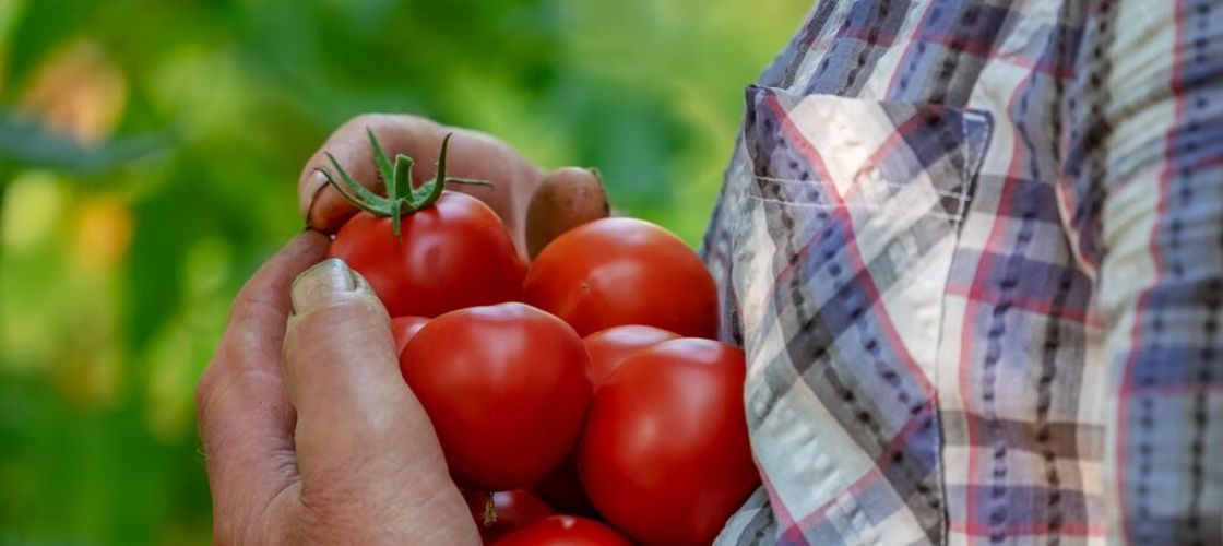 MADR pregătește noi reguli pentru agricultura ecologică: ce înseamnă pentru producători și consumatori
