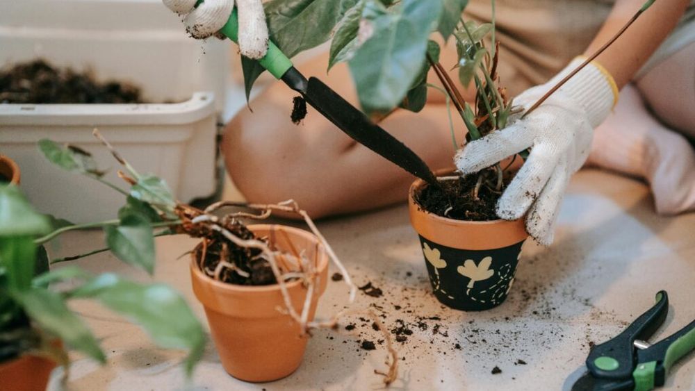 Grădinar la tine în balcon / Șapte alimente pe care le poți planta chiar dacă nu ai grădină
