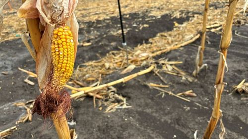 Crizele din agricultura din România și Uniunea Europeană în 2024: Proteste, schimbări climatice, boli la animale / O retrospectivă a tracasărilor din sector și a momentelor politice importante