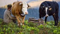INS: Mai multă carne, lapte și ouă produse în 2025 comparativ cu anul precedent