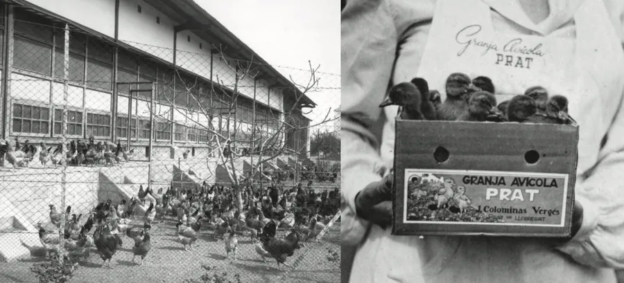 gaini cu picioare albastre