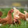 Înghețată pentru găini? Soluția ingenioasă folosită de fermieri pentru a răcori păsările în timpul caniculei