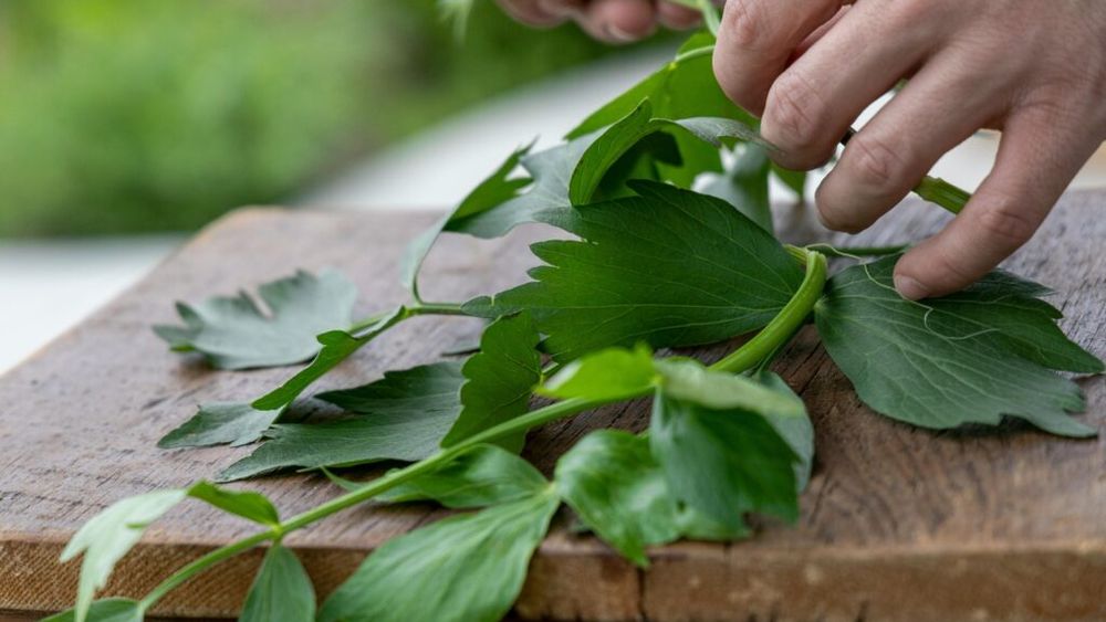 Lot de leuştean mărunţit, retras de la comercializare din magazinele Penny întrucât conţine compuşi toxici/ Luna trecută, acelaşi producător a retras oregano din mai multe magazine, din acelaşi motiv