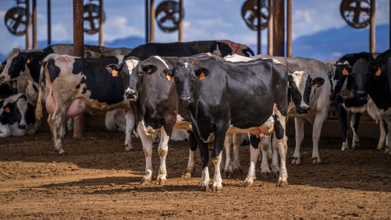 „Superbacteriile” ar putea devasta populațiile de animale de fermă la nivel mondial