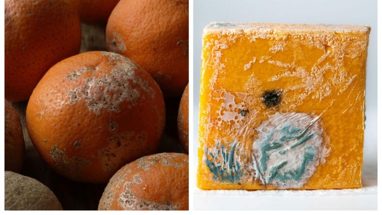 Ce se întâmplă dacă mănânci, din greșeală, alimente mucegăite? Poți tăia partea mucegăită și poți consuma restul? / Răspunsul experților în siguranță alimentară