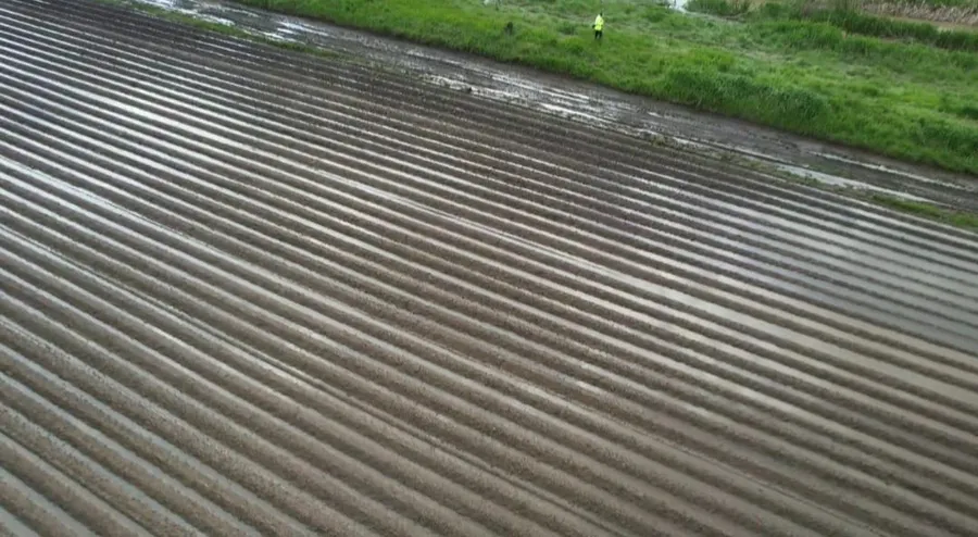 Cum arata culturile distruse de inundatii, din Covasna