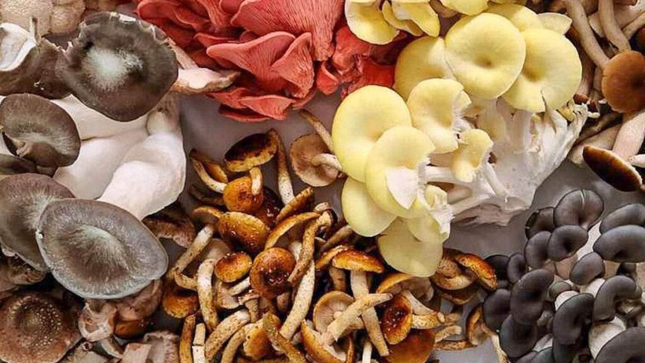 De la joburi în Silicon Valley la o micro-fermă urbană sau despre nevoia de întoarcere acasă. „Câștigam 8.000 de dolari pe lună în compania Tesla, dar am ales să cultiv ciuperci la Milano”