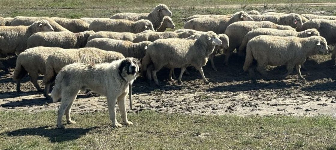 Patru focare de variolă ovină și caprină, confirmate în Tulcea. Peste 100 de veterinari verifică efectivele din județ