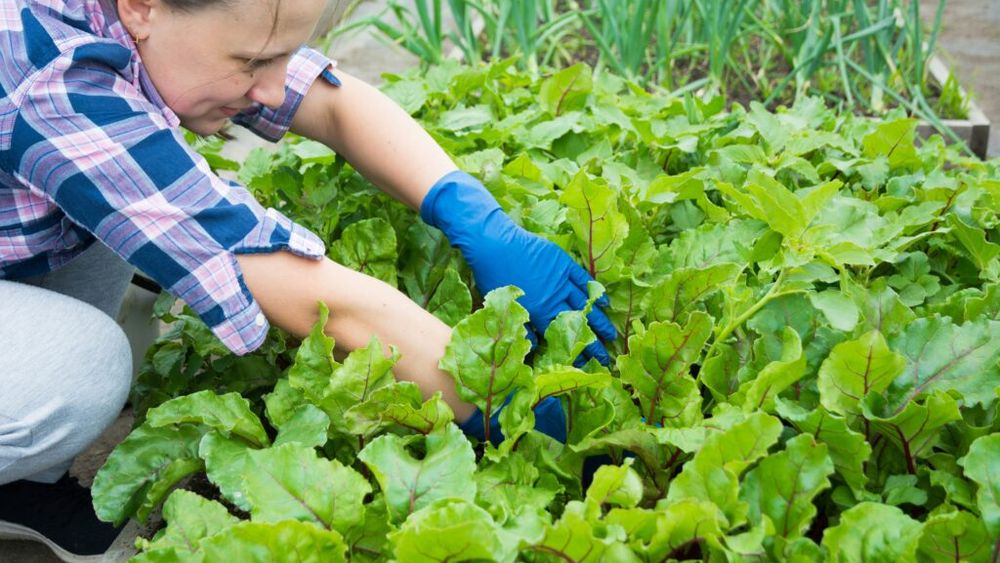 Cât economisești într-un an dacă plantezi fructe și legume acasă / O mini-grădină, fie în curte, fie pe balcon, poate reduce vizibil cheltuielile lunare