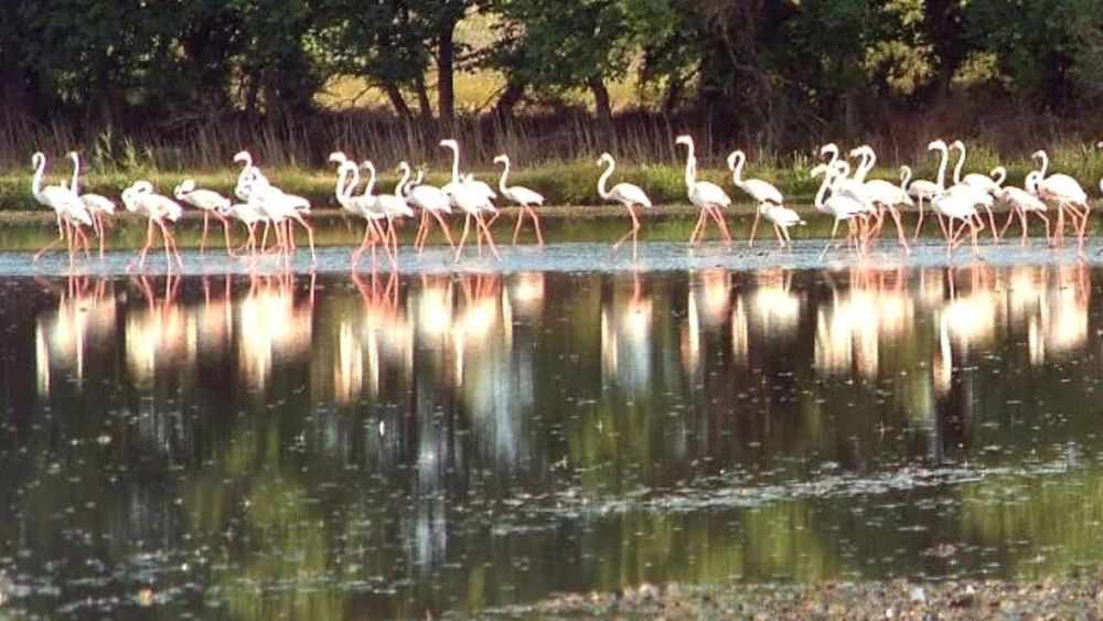 Culturile de orez pentru risotto, amenințate de păsările flamingo în nord-estul Italiei