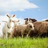 O nouă rasă românească de capre va produce lapte fără gust de capră/Ionică Nechifor, cercetător: „În anii următori vom veni în fața fermierilor cu o nouă creație biologică”