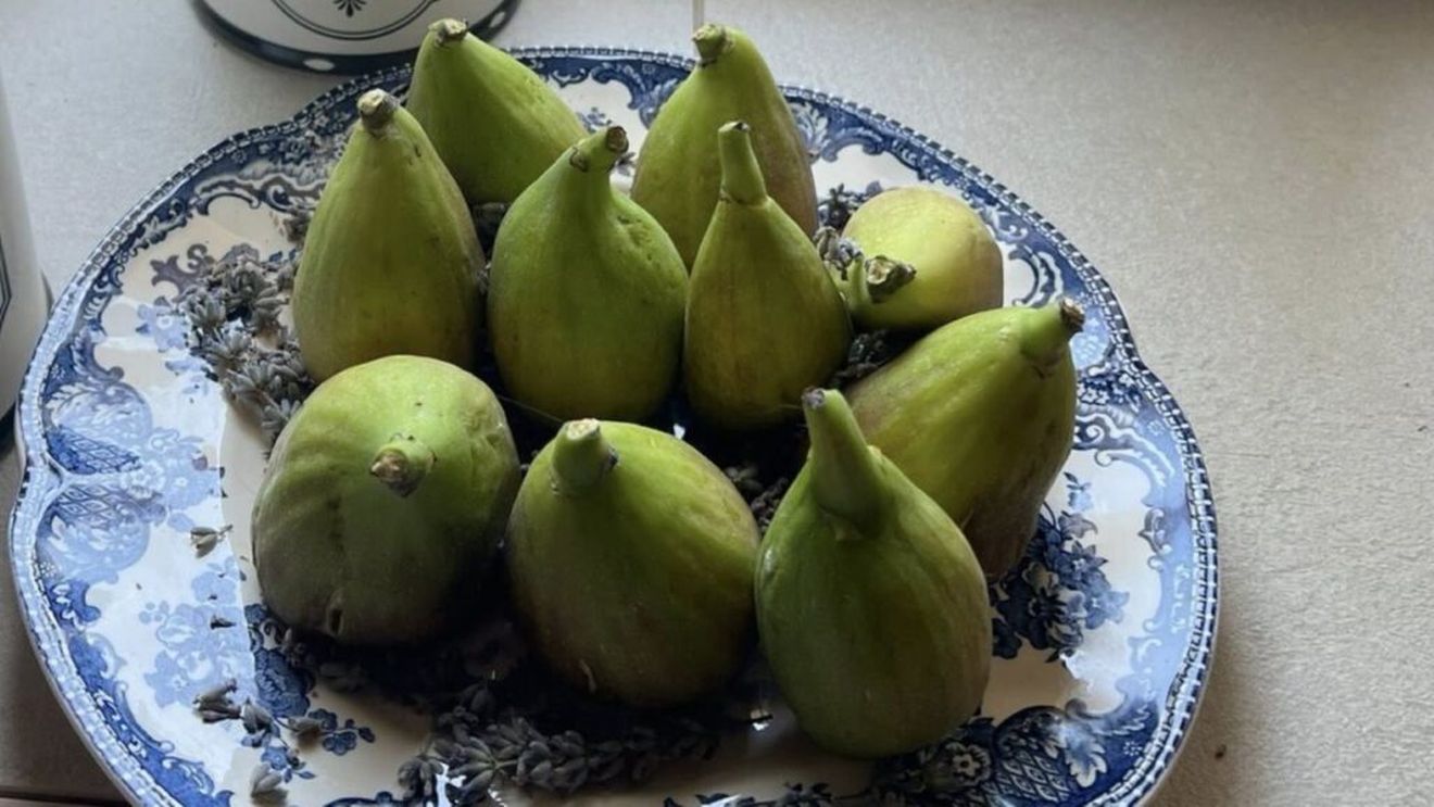 Actrița Oana Pellea, entuziasmată de bogăția de fructe a smochinului din grădina sa: „E absolut plin de smochine”