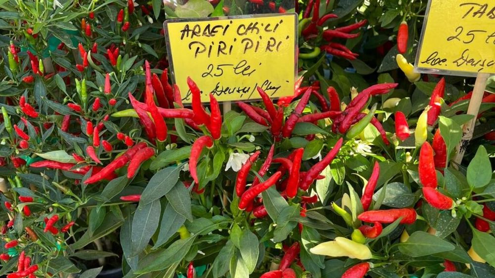 Cei mai iuți ardei iuți și cele mai aromatice plante aromatice, cultivate de un inginer, o funcționară și un programator/Mica afacere de familie ia tot mai mult avânt