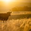 Canicula schimbă agricultura Europei. Ferma din Anglia care a rămas verde în mijlocul secetei și cum funcționează agricultura regenerativă