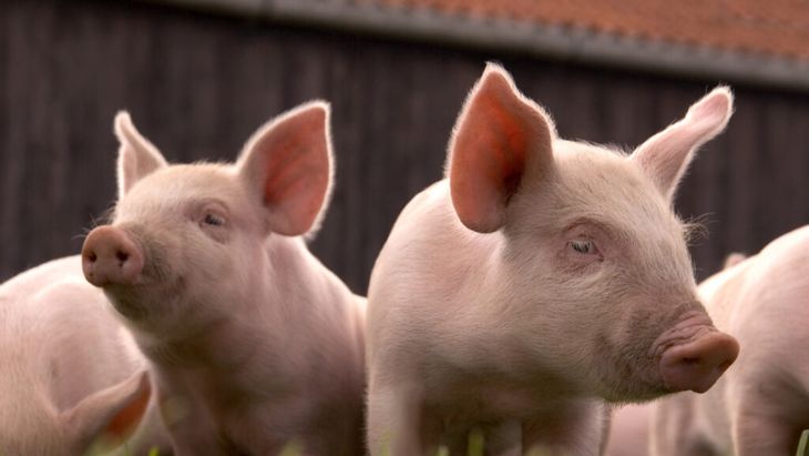 VIDEO | Focar de pestă porcină africană la o fermă din județul Buzău / Mai multe măsuri au fost stabilite, printre care interzicerea târgurilor și piețelor de animale