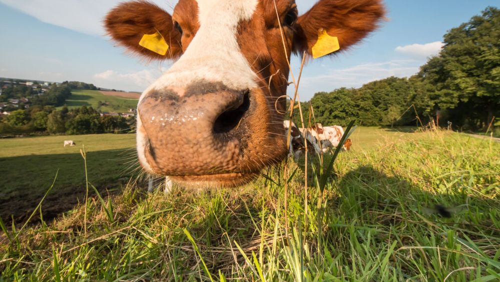 Mureș: Taur din rasa Fleckvieh, ales „Mister Parada Taurilor” la evenimentul care a marcat 50 de ani de activitate genetică