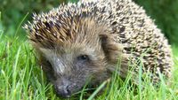 Ariciul, aliatul discret al grădinii moderne / Cum protejează culturile și reduce dăunătorii din grădină, dar este tot mai rar în Europa