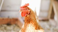 Bacteria din carnea de pui care poate provoca infecții digestive se răspândește tot mai mult / Studiu Oxford: Fermele industriale au accelerat de peste 100 de ori circulația Campylobacter