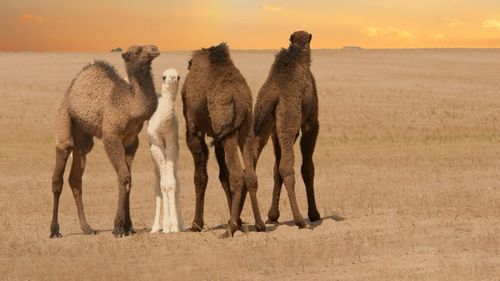 Specialiști din Ciad studiază, în Ungaria, procesarea laptelui de cămilă