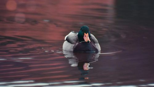 Garda de Mediu va face plângere penală după ce cadavrele a 18 rațe sălbatice, inclusiv boboci, au fost descoperite pe lacul din Parcul Crâng, rămășiță a codrilor Vlăsiei / Gripa aviară a fost exclusă, alte suspiciuni sunt luate în calcul