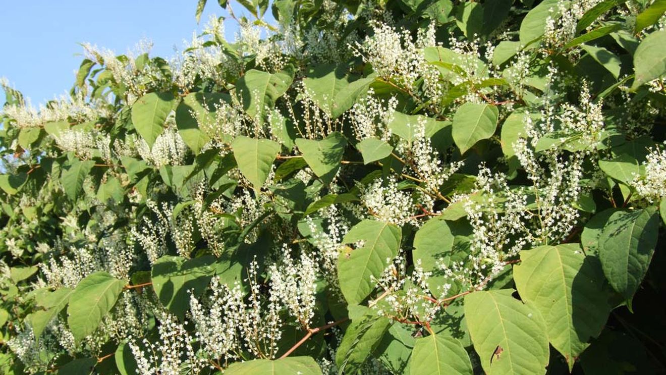 Fundația Conservation Carpathia: Plantele străine invazive precum troscotul japonez, bunghișorul american, slăbănogul himalaian și napul porcesc devin o problemă tot mai mare pentru mediu