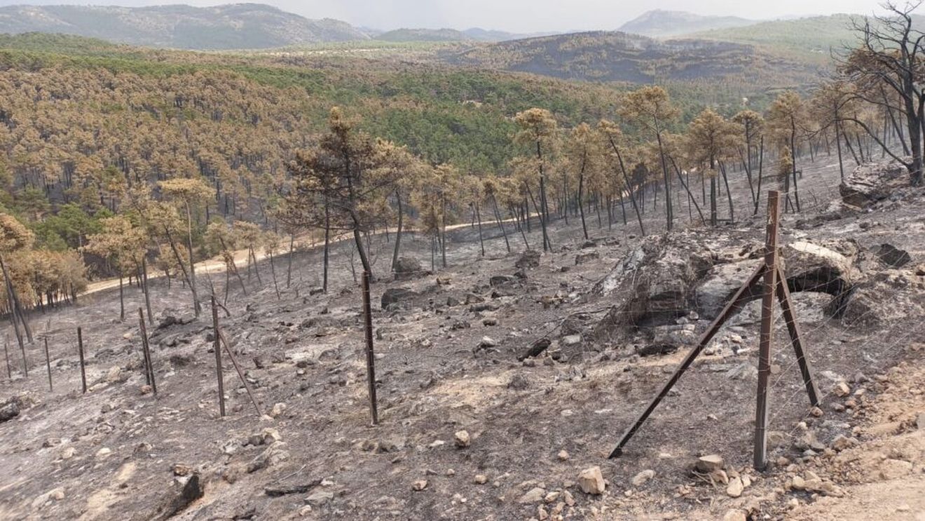 Pășunatul previne incendiile și protejează pădurile / Agricultorii spanioli avertizează că abandonul terenurilor favorizează focul și cer măsuri urgente