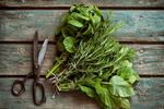 Planta aromatică asociată cu o memorie mai bună și un risc mai mic de declin cognitiv / Cercetătorii studiază potențialul său în boala Alzheimer