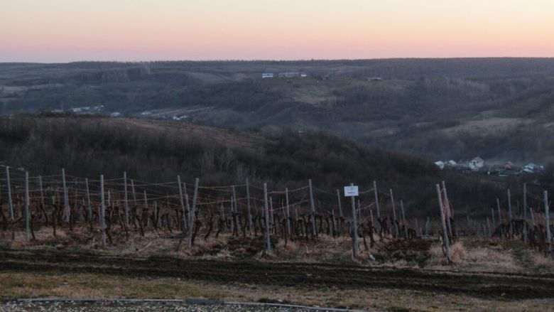 REPORTAJ | De ce este zona Drăgășani un reper de neratat pe harta turismului gastro-viticol al României