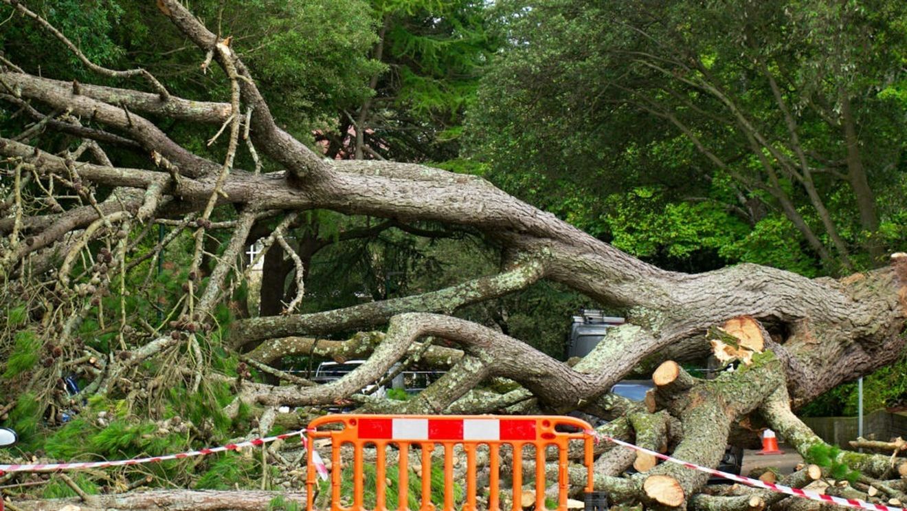 De teama gripei aviare, crescătorii de vaci din SUA interzic accesul vizitatorilor în ferme şi taie copacii pentru a descuraja aşezarea păsărilor sălbatice