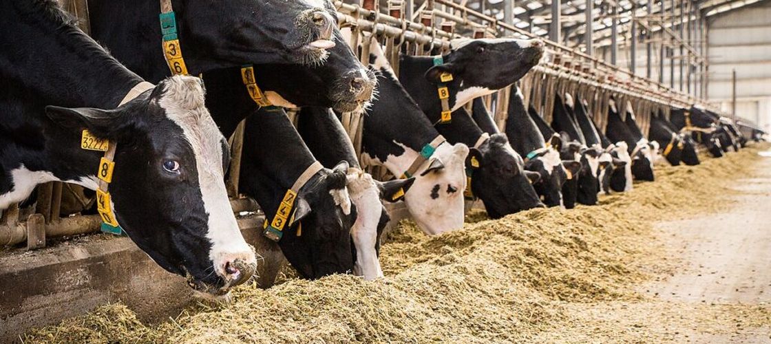 Alertă în SUA! Gripa aviară s-a răspândit la 27 de ferme de lapte din statul Washington, în doar 3 săptămâni!