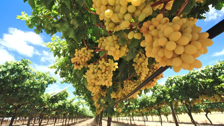 Franța se pregătește pentru cea mai slabă producție de vin din acest secol. Seceta și căldura extremă au afectat podgoriile