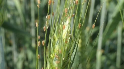 Invazia de afide la cereale și clarificări privind produsele omologate pentru combaterea lor existente pe piață, de la Autoritatea Națională Fitosanitară