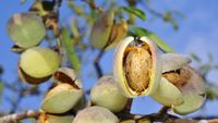 Un fruct exotic câștigă teren în România / Dobrogea devine principala zonă de cultivare, iar uleiul său este folosit în alimentație și în cosmetică