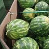 Arșița face prăpăd în Bihor: fermierii rămân fără lubenițe și legume cu săptămâni mai devreme/ Călin Negruț, producător: „Vor rămâne în câmp și 10 tone de lubeniță la hectar. Nici măcar n-o să le culeg”