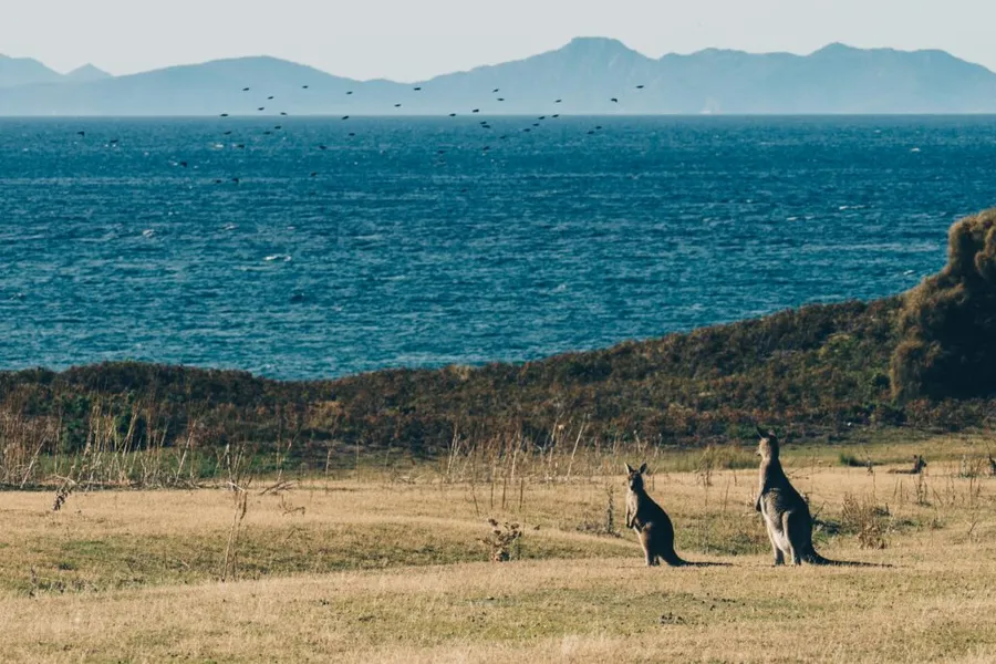 tasmania-gastronomia-tasmaniei-national-geographic-destinatii-gastronomice-2026-bucatarie-aborigena-ingrediente-indigene-turism-gastronomic-hobart-farm-gate-market-abalone-stridii-angasi-the-agrarian-kitchen-rodney-dunn-analiese-gregory-australia-traditii-culinare-foraging-cultura-aborigena-experiente-culinare-sudul-tasmaniei
