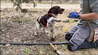 VIDEO | Câinele care găsește trufa nu are voie să sape după ea/ „Trebuie doar să curețe pământul în jur. Primește o recompensă de fiecare dată când găsește o trufă”