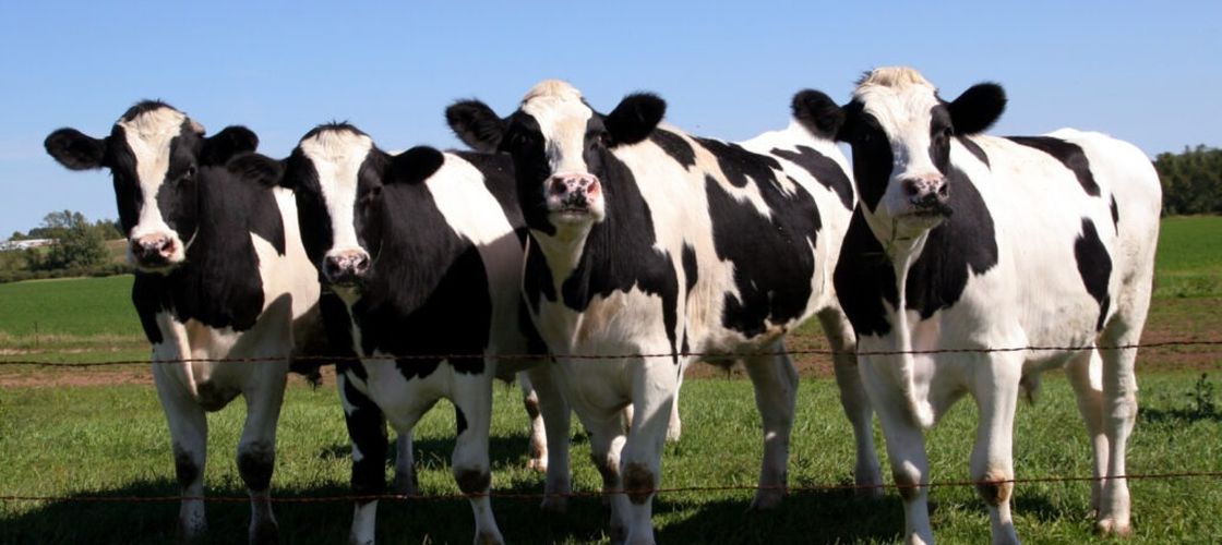 Ce este virusul shamonda? Au fost confirmate cazuri la bovine în șapte locații din Spania. „Boala nu este mortală și nu se transmite la om”