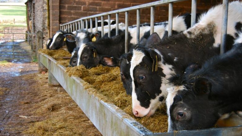 Vrancea: Focar de rabie confirmat la o bovină din Păuneşti / Autorităţile au instituit măsuri de protecţie şi supraveghere