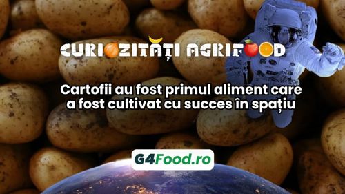 Curiozități agrifood – 20 noiembrie: Cartofii au fost primul aliment care a fost cultivat cu succes în spațiu