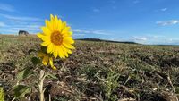 GALERIE FOTO | Cum arată câmpurile din județul Alba la început de toamnă