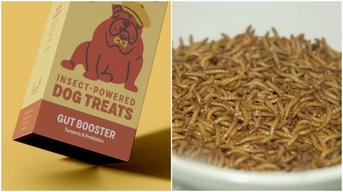 Încă o firmă a intrat pe piața alimentelor pentru animale de companie bazate pe insecte / Ingredientul principal: viermii de făină