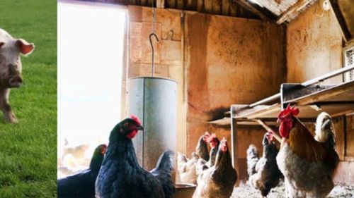 APIA primeşte deconturi/documente justificative pentru plăţi în favoarea bunăstării porcinelor şi a păsărilor