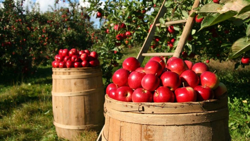 AFIR a prelungit, până la 31 mai, sesiunea de primire a cererilor de finanţare pentru exploataţii pomicole