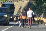 FOTO | Un ciobănaș „cu câteva sute de oi” a blocat traficul pe Valea Oltului. Reacția internauților: „În câțiva ani doar la Zoo o să mai existe”