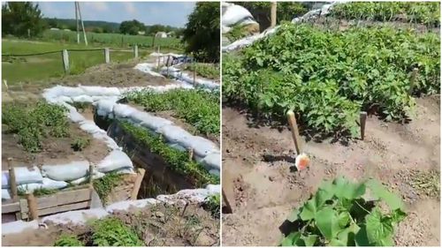 VIDEO O unitate ucraineană și-a prezentat „grădina” de legume din spatele tranșeelor / Ce plante îngrijesc militarii cu pușca automată lângă ei