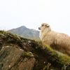Oile au urcat la Păltiniș, iar cercetătorii pregătesc noi teste pe 8 hectare de pajiști experimentale / Proiectul care ar putea ajuta zootehnia montană