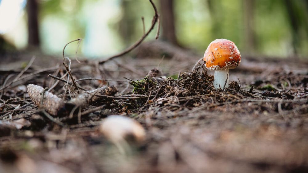 Râme şi ciuperci ar putea fi utilizate pentru a fertiliza solul lunar, conform unui studiu 