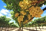 Franța se pregătește pentru cea mai slabă producție de vin din acest secol. Seceta și căldura extremă au afectat podgoriile